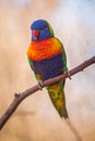 Lori lorikeet portrait in nature Royalty Free Stock Photo