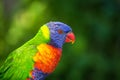 LORI lorikeet Royalty Free Stock Photo