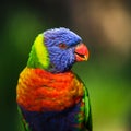 LORI lorikeet Royalty Free Stock Photo