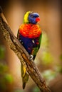 Lori Lorikeet Royalty Free Stock Photo
