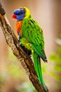 Lori Lorikeet Royalty Free Stock Photo