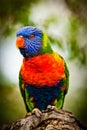 Lori Lorikeet Royalty Free Stock Photo