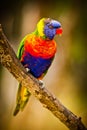 Lori Lorikeet Royalty Free Stock Photo