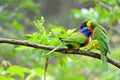 A pair of Lories at play Royalty Free Stock Photo