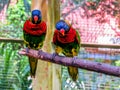 Lories small to medium-sized arboreal parrots