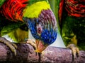 Lories small to medium-sized arboreal parrots Royalty Free Stock Photo