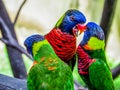 Lories small to medium-sized arboreal parrots