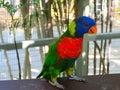 Loriini parrot close-up in Israel. Royalty Free Stock Photo