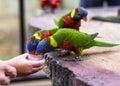 Loriini parrots drinking milk in Kuala Lumpur, Malaysia Royalty Free Stock Photo