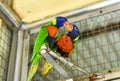 Loriini parrots love birds on a branch in Kuala Lumpur, Malaysia Royalty Free Stock Photo