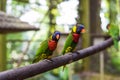 Loriini parrots sitting on a branch in Kuala Lumpur, Malaysia Royalty Free Stock Photo