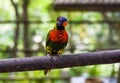 Loriini parrots sitting on a branch in Kuala Lumpur, Malaysia Royalty Free Stock Photo