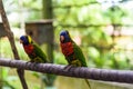 Loriini parrots sitting on a branch in Kuala Lumpur, Malaysia Royalty Free Stock Photo