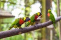 Loriini parrots sitting on a branch in Kuala Lumpur, Malaysia Royalty Free Stock Photo