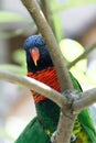 Rainbow Lorikeet perched on a branch in a tree