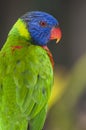 Lorikeet