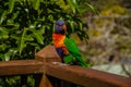 Lorikeet, Australia