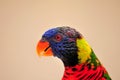 Lorikeet bird in aviary, Florida Royalty Free Stock Photo