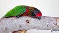 Lorikeet bird on branch in aviary, Florida Royalty Free Stock Photo