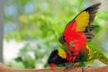 Lorikeet Bird Showing Its Wings Royalty Free Stock Photo