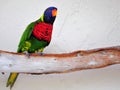 Lorikeet bird on tree branch in aviary, Florida Royalty Free Stock Photo