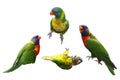 Lorikeet Birds Collage