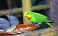 Lorikeet Birds feeding