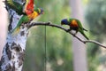 Lorikeet Birds in my Garden