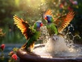 Lorikeet birds splashing in fountain in park