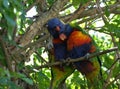 LORIKEET BIRDS Royalty Free Stock Photo