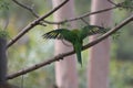 Lorikeet with Green and Yellow Colours