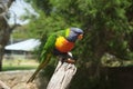 Lorikeet having a snack Royalty Free Stock Photo