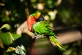 Lorikeet