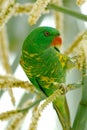Lorikeet - Parrot Royalty Free Stock Photo