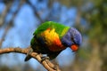 Lorikeet parrot Royalty Free Stock Photo