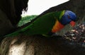 Lorikeet Parrot