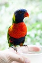 Lorikeet perching and feeding from hand