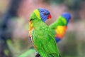 The lorikeet rainbow parrot. Green, blue, and red bird.. Bird in the Wild Royalty Free Stock Photo