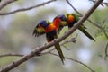 Two Lorikeets in my Tree Royalty Free Stock Photo