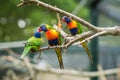 Lorikeets - a Colourful Rainbow Parrots