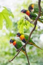 Lorikeets