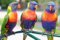 Lorikeets sitting together