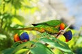 Lorikeets Royalty Free Stock Photo