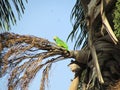 Loro cotorras birds venezuela tropic Royalty Free Stock Photo