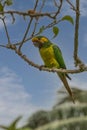 Loro Orejiamarillo Yellow-eared Parrot Ognorhynchus icterotis