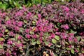 Loropetalum chinense, Chinese Fringe Flower