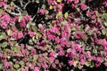 Loropetalum chinense, Chinese Fringe Flower