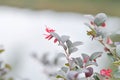 Loropetalum chinense , Chinese fringe flower or Chinese witch hazel or Loropetalum or HAMAMELIDACEAE