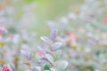 Loropetalum chinense , Chinese fringe flower or Chinese witch hazel or Loropetalum or HAMAMELIDACEAE