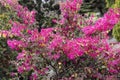 Loropetalum chinense, fire dance. The Redflower Loropetalum in the park. Botanical collection, pink flowers of Loropetalum